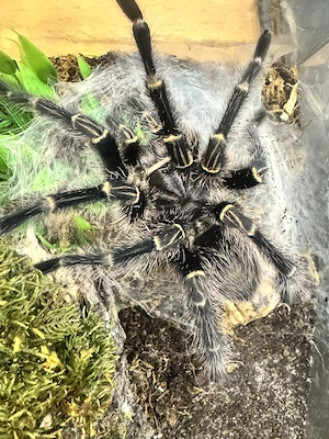 1.0 Grammostola pulchripes gegen Kokonbeteiligung abzugeben