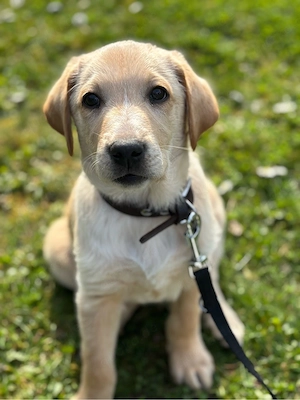 Labrador mix