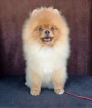 Pomeranian Prinz - Flauschiges Juwelchen Sucht ein Zuhause!