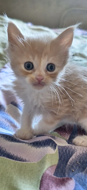 Maine Coon Kitten Abgabe im Juli black tortie 