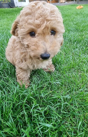Maltipoo Welpen 