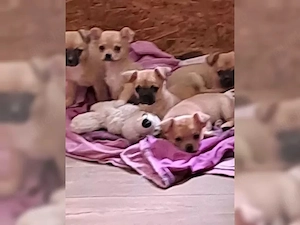 Chihuahua Welpen suchen zu Hause auf Lebenszeit