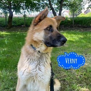 Verny, lieber, intelligenter, sportlicher Mischling Belgischer   Deutscher Schäferhund