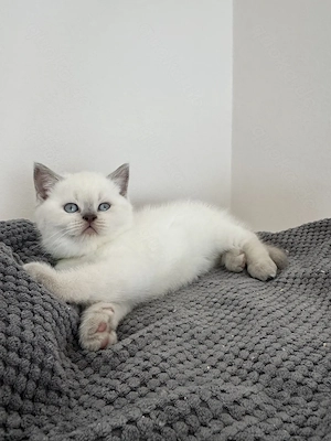 BKH Kitten   Britisch Kurzhaar Kätzchen