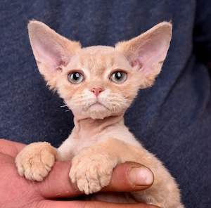 Devon Rex Kitten , Kater YAN 