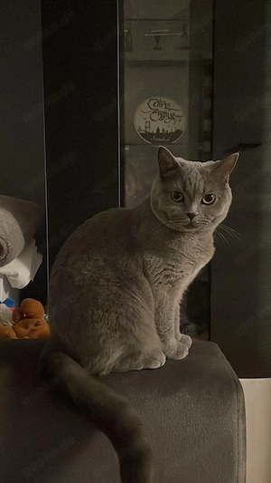    Liebevolle BKH Blue Katze sucht ruhiges Zuhause als Einzelkatze