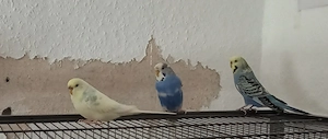 Wellensittich Hahn gerne auch alter 