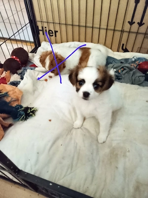 Eine Süße Mix - Papillion Welpen abgeben Bild 6
