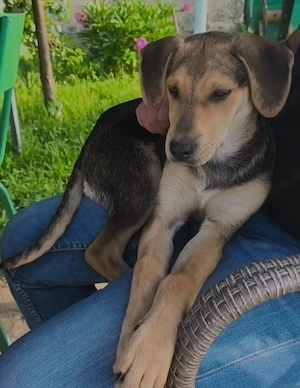 GRETA 4Mon sucht Zuhause bundesweit ausreisebereit 