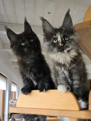   Wunderschöne Maine Coon Kätzchen   12 Wochen   Sanftes Wesen & Sofort bereit zur Adoption  