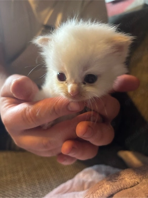 Heilige Birma Kitten 
