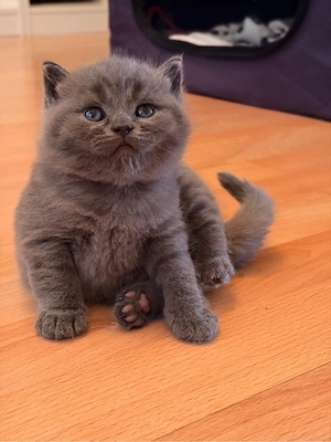 BKH kitten 