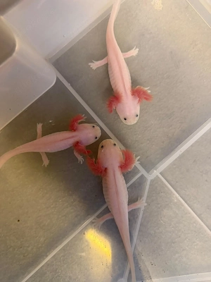 Junge Axolotl suchen ihr für immer Zuhause