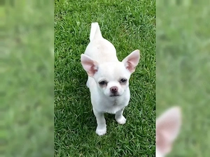 Chihuahua Babys mit Stammbaum ab sofort
