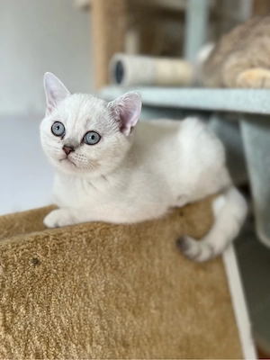 Reinrassige BKH Kitten mit blauen Augen