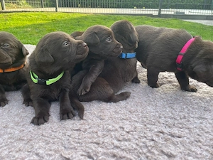 labrador welpen