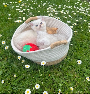 Reinrassige BKH Kitten mit blauen Augen