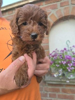 Mini Goldendoodle Welpen 