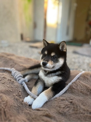 Shiba Inu Welpen