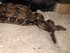Boa constrictor Imperator weiblich, von 06.25