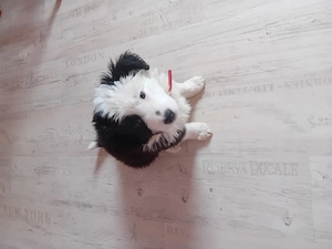 Border-collie Mädchen 
