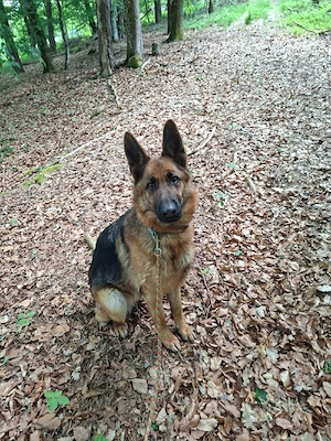 Deutscher Schäferhund Hündin 