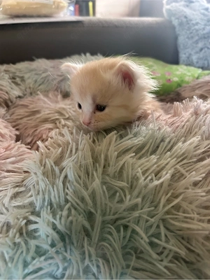katzenbabys Bild 4