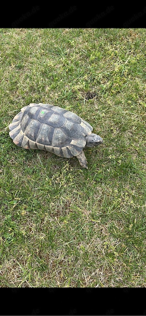2 breitrandschildkröten aus 2012 