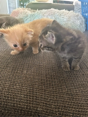 katzenbabys Bild 5