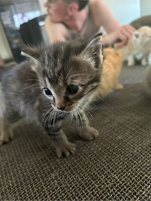 katzenbabys Bild 3