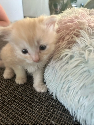 katzenbabys Bild 2