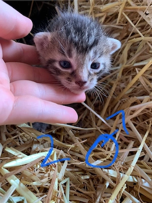 Kitten Katzen abzugeben