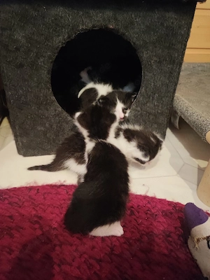 Katzenbabys 