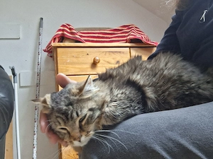 Fussel ,Mittellanghaar Kater ca 7-8 Monazr alt ,kastriert