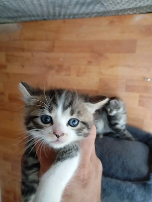 Katzenbaby 5 Stück in guten Händen abzugeben 
