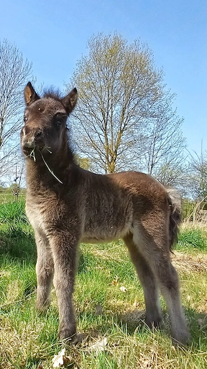 Dt.Part-bred Shetland Pony,  Stute, Shetty, Shetlandpony 