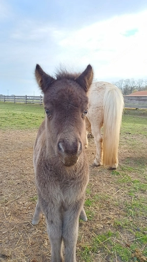 Dt.Part-bred Shetland Pony,  Stute, Shetty, Shetlandpony  Bild 3