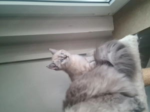 Heilige Birma x British Shorthair 