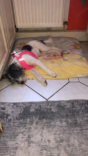 Hund in liebevoller Hände abzugeben