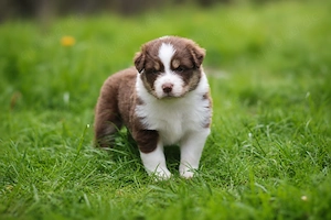 Zwei traumhafte Australian Shepherd Jungs suchen ihr Für-Immer-Zuhause Bild 5