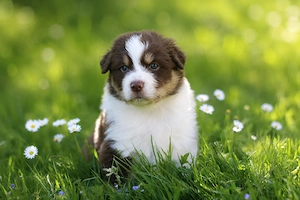 Zwei traumhafte Australian Shepherd Jungs suchen ihr Für-Immer-Zuhause Bild 3