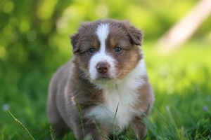 Zwei traumhafte Australian Shepherd Jungs suchen ihr Für-Immer-Zuhause Bild 2