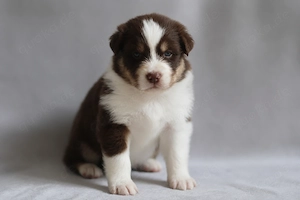 Zwei traumhafte Australian Shepherd Jungs suchen ihr Für-Immer-Zuhause Bild 8