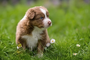 Zwei traumhafte Australian Shepherd Jungs suchen ihr Für-Immer-Zuhause Bild 6
