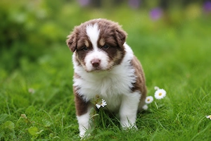 Zwei traumhafte Australian Shepherd Jungs suchen ihr Für-Immer-Zuhause Bild 4