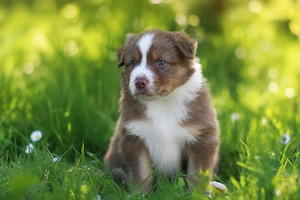 Zwei traumhafte Australian Shepherd Jungs suchen ihr Für-Immer-Zuhause