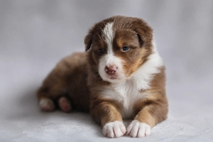 Zwei traumhafte Australian Shepherd Jungs suchen ihr Für-Immer-Zuhause Bild 9