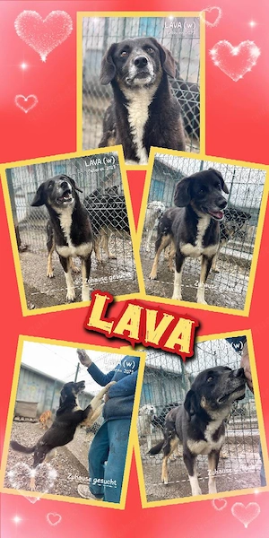 liebe, sanfte, lustige, freundliche, wunderschöne Hündin "Lava" sucht ein schönes Zuhause
