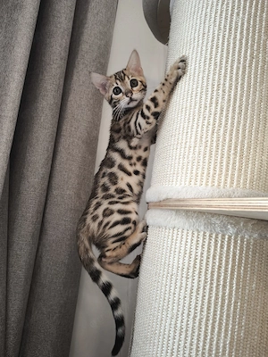 Reinrassige Bengal Spotted Tabby Bengalkitten Bengal Kitten