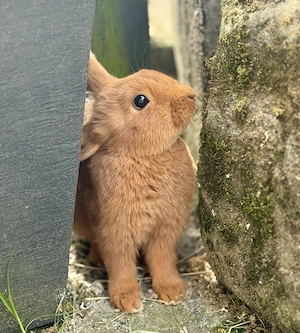 Baby Kaninchen-Pärchen sucht liebevolles Zuhause